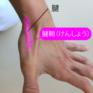 腱鞘の説明