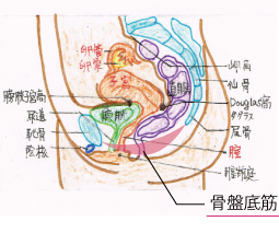 尿もれ 骨盤底筋