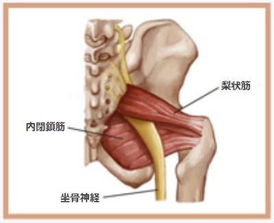 梨状筋